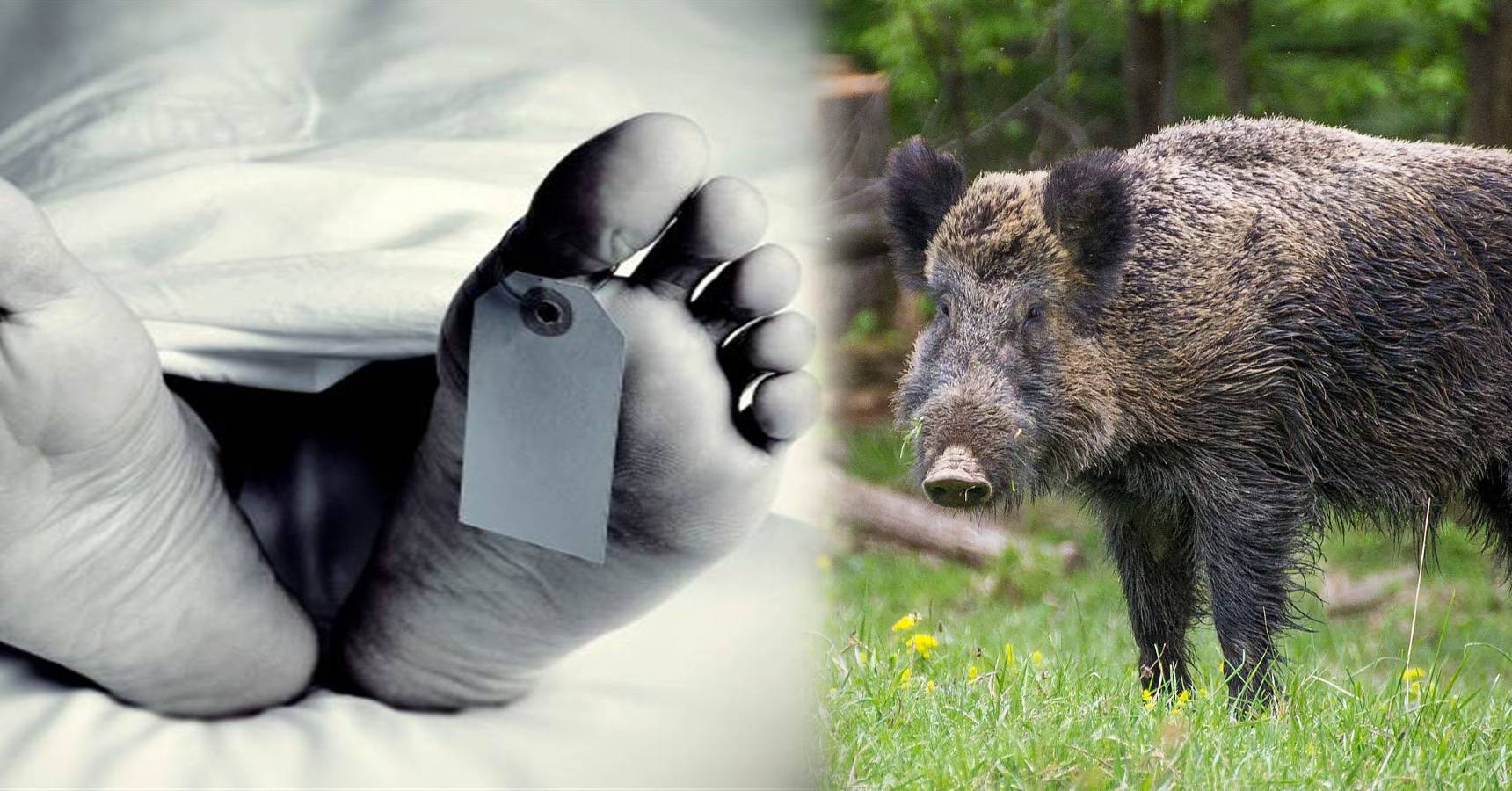 wild boar killed woman