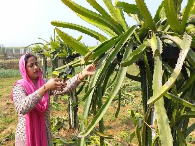 dragon fruit strawberry farming 63c7e72d58f65 (1)