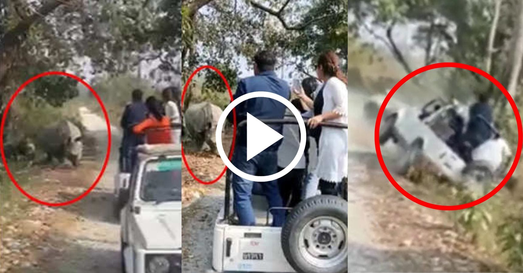 rhino attacked tourist gypsy (2)