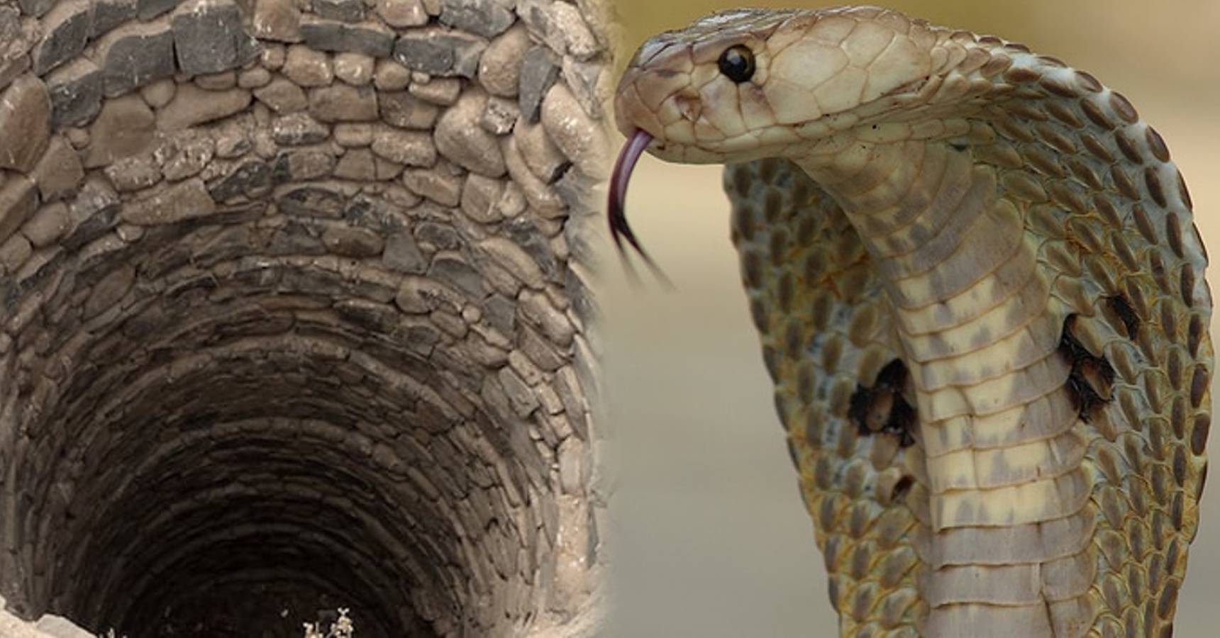 snake saved uttar pradesh baby