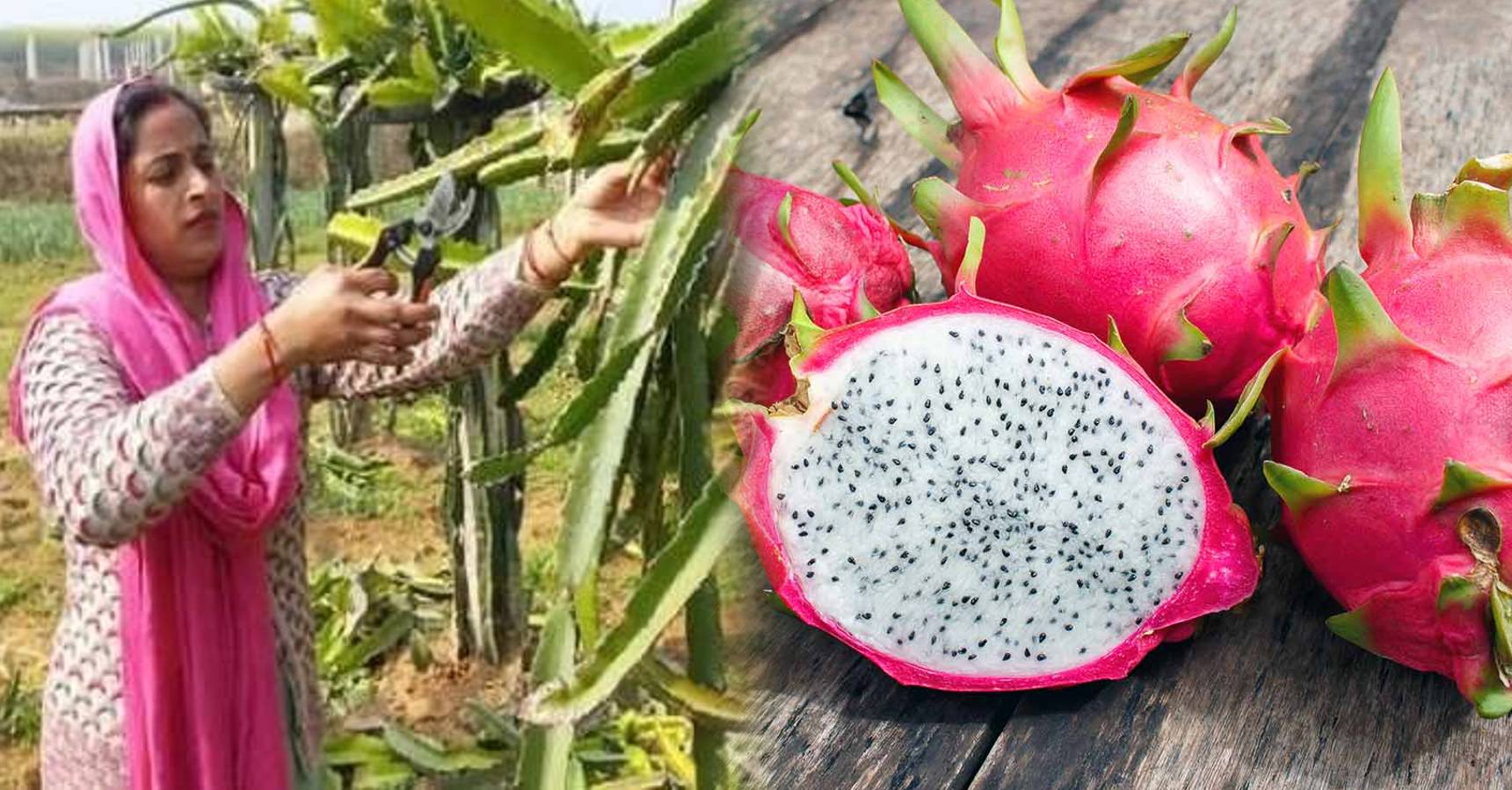 woman learn dragon fruit farming