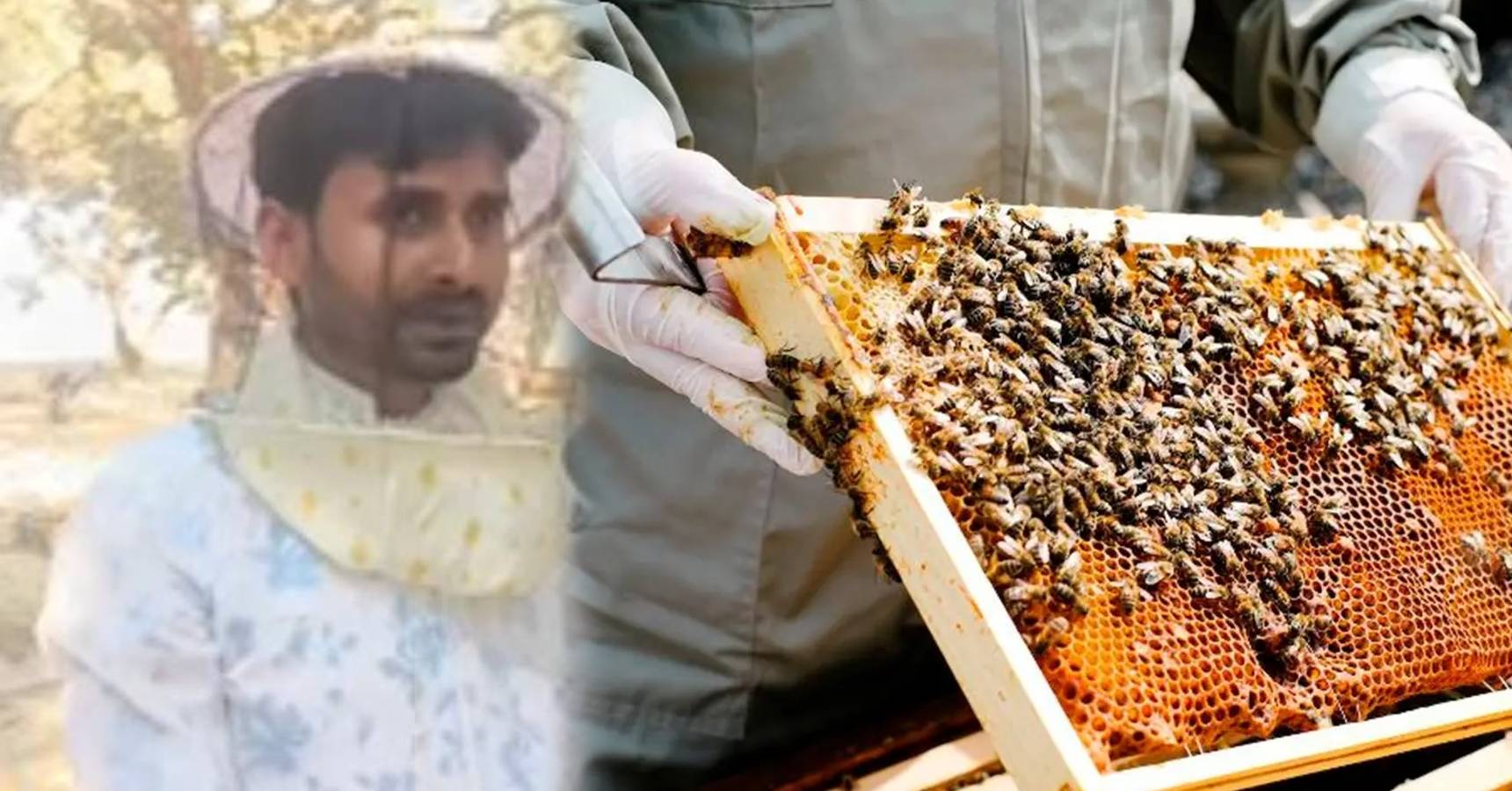 bee farming