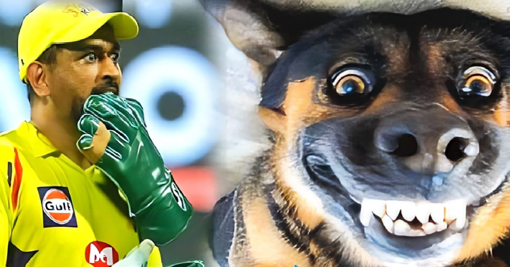dhoni dog