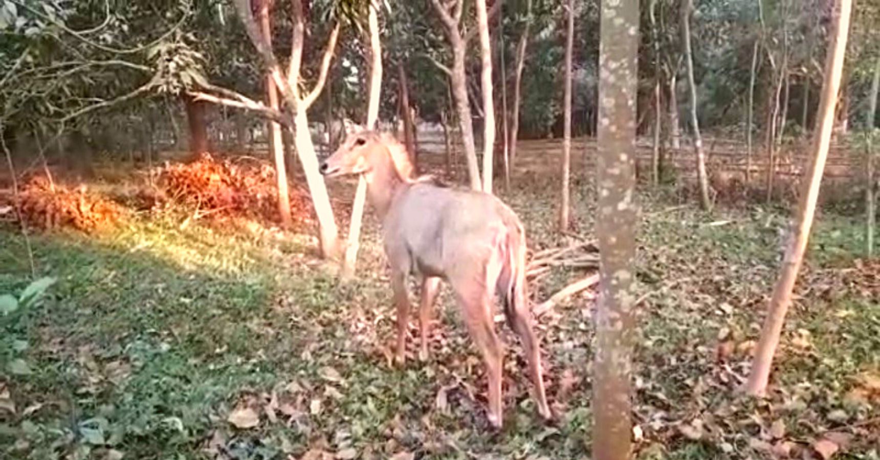 Nilgai