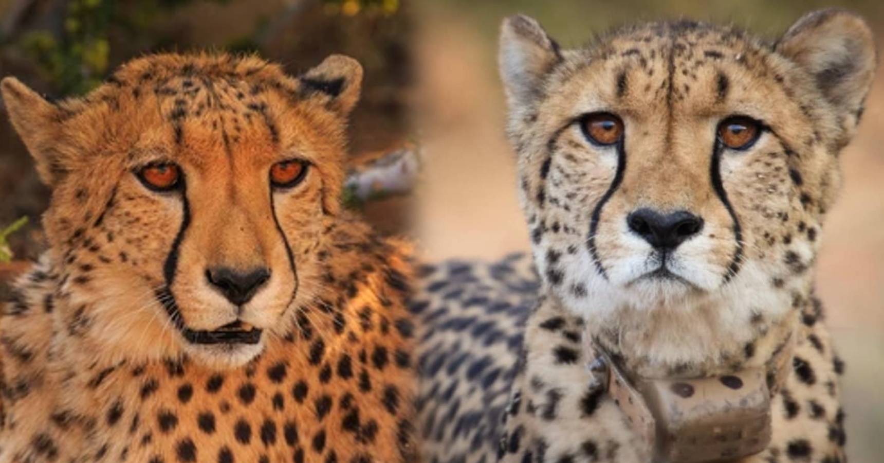 namibian cheetah death