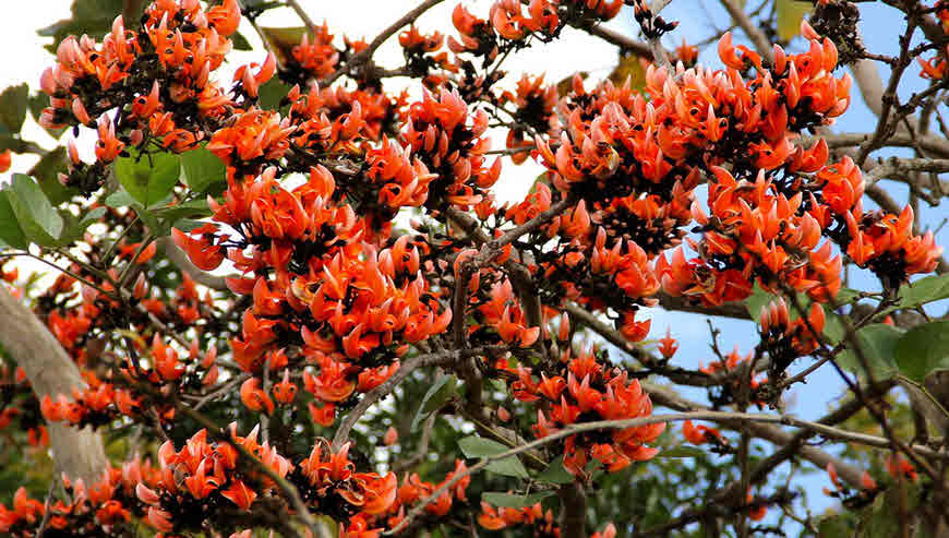 palash tree