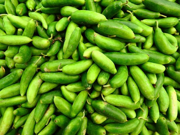 fresh green ivy gourd or kundru scattered in one place