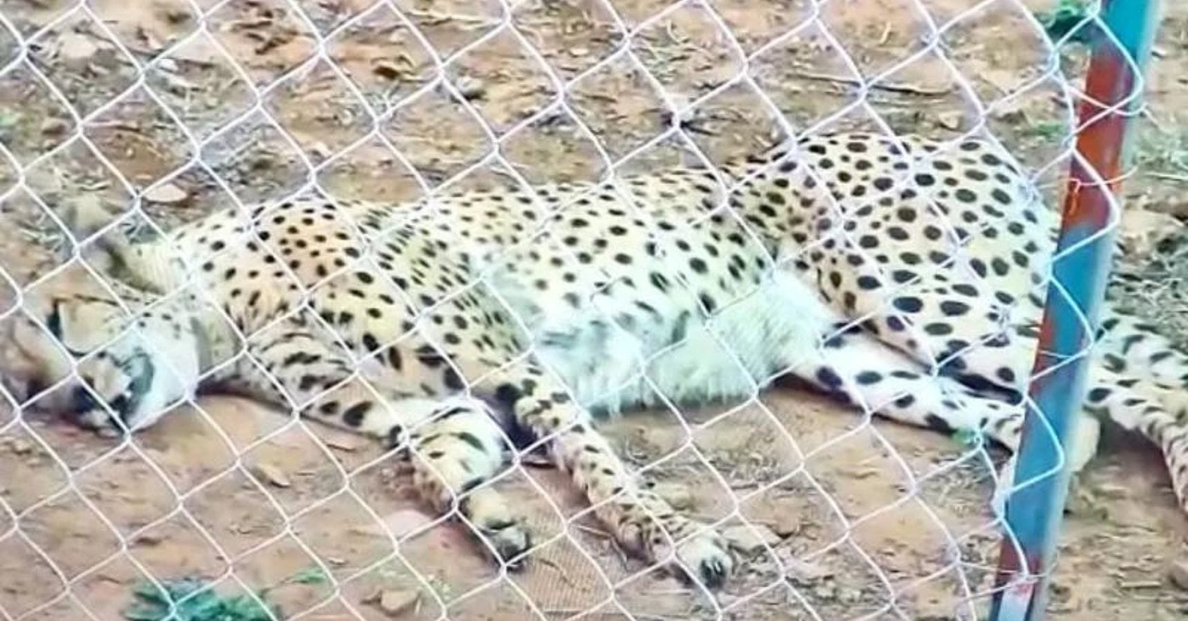 kuno cheetah death uday (1)