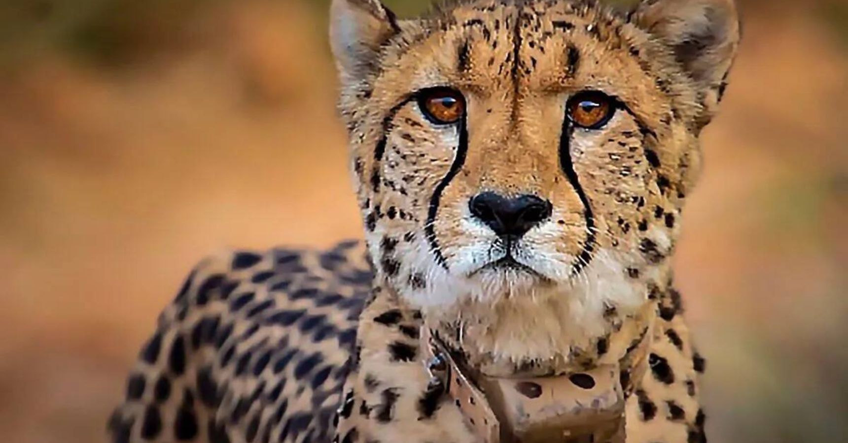 A female cheetah has died in Kuno National Park