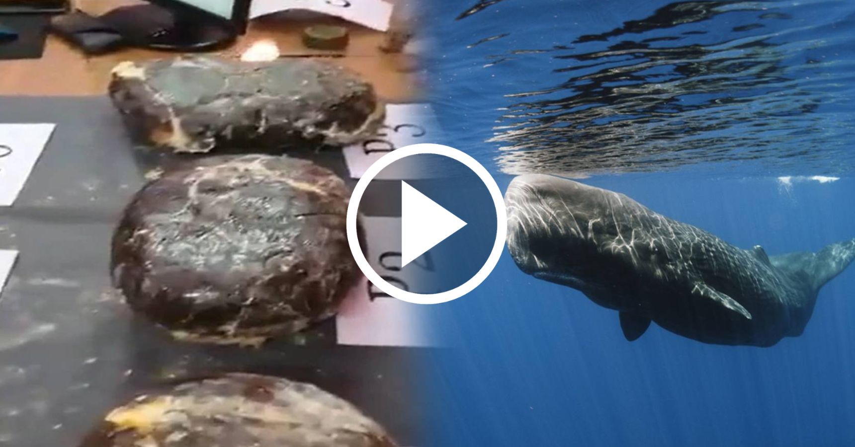 sperm whale vomit video