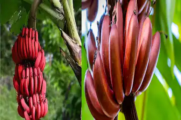 Red Banana 16861375113x2 1