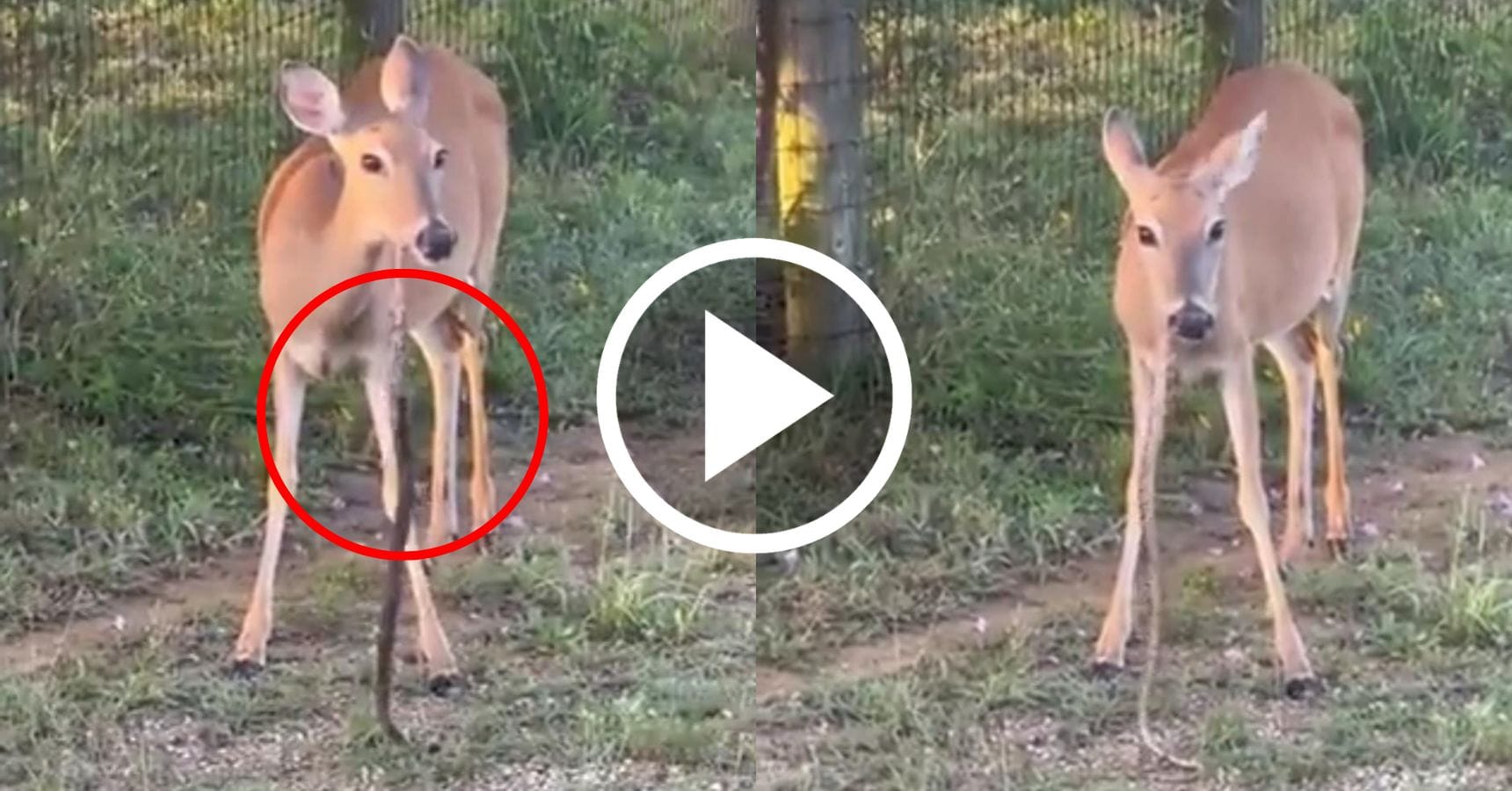 viral video deer snake (1)