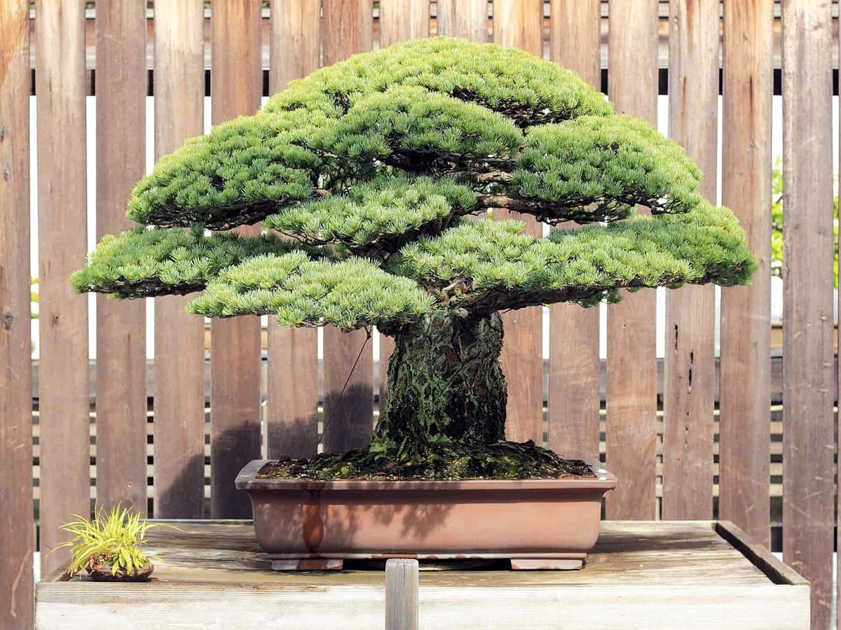 1923530 tree