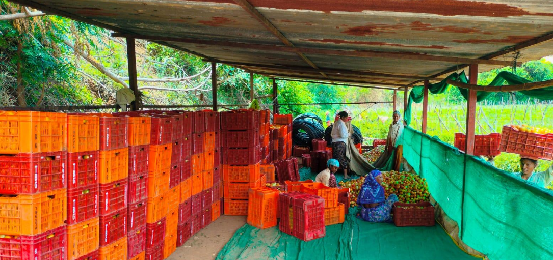 maharashtra farmer becomes crorepati by selling tomatoes1 64b25621a9866