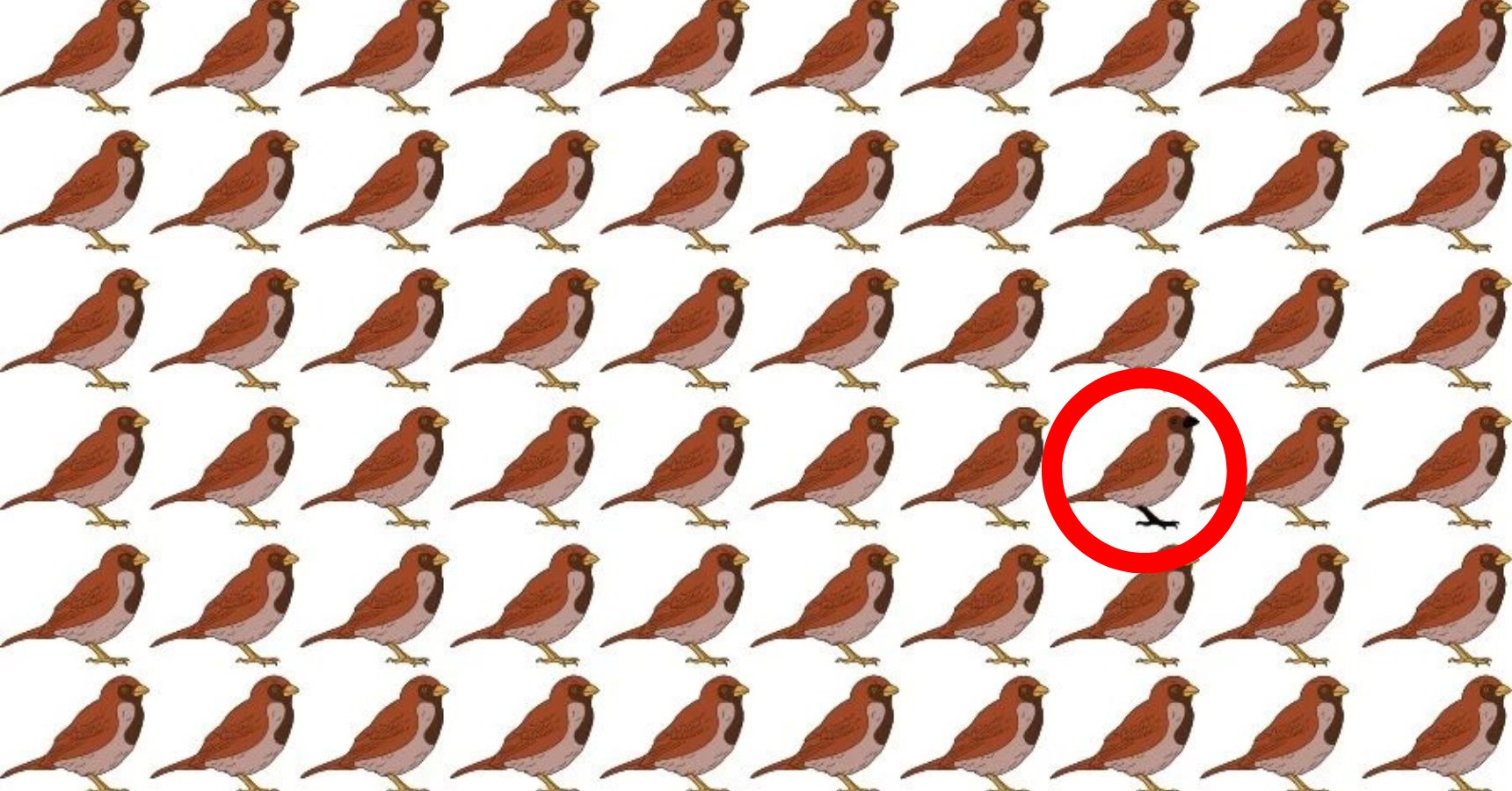 Optical Illusion Find the odd bird hidden in the picture within 5 seconds 