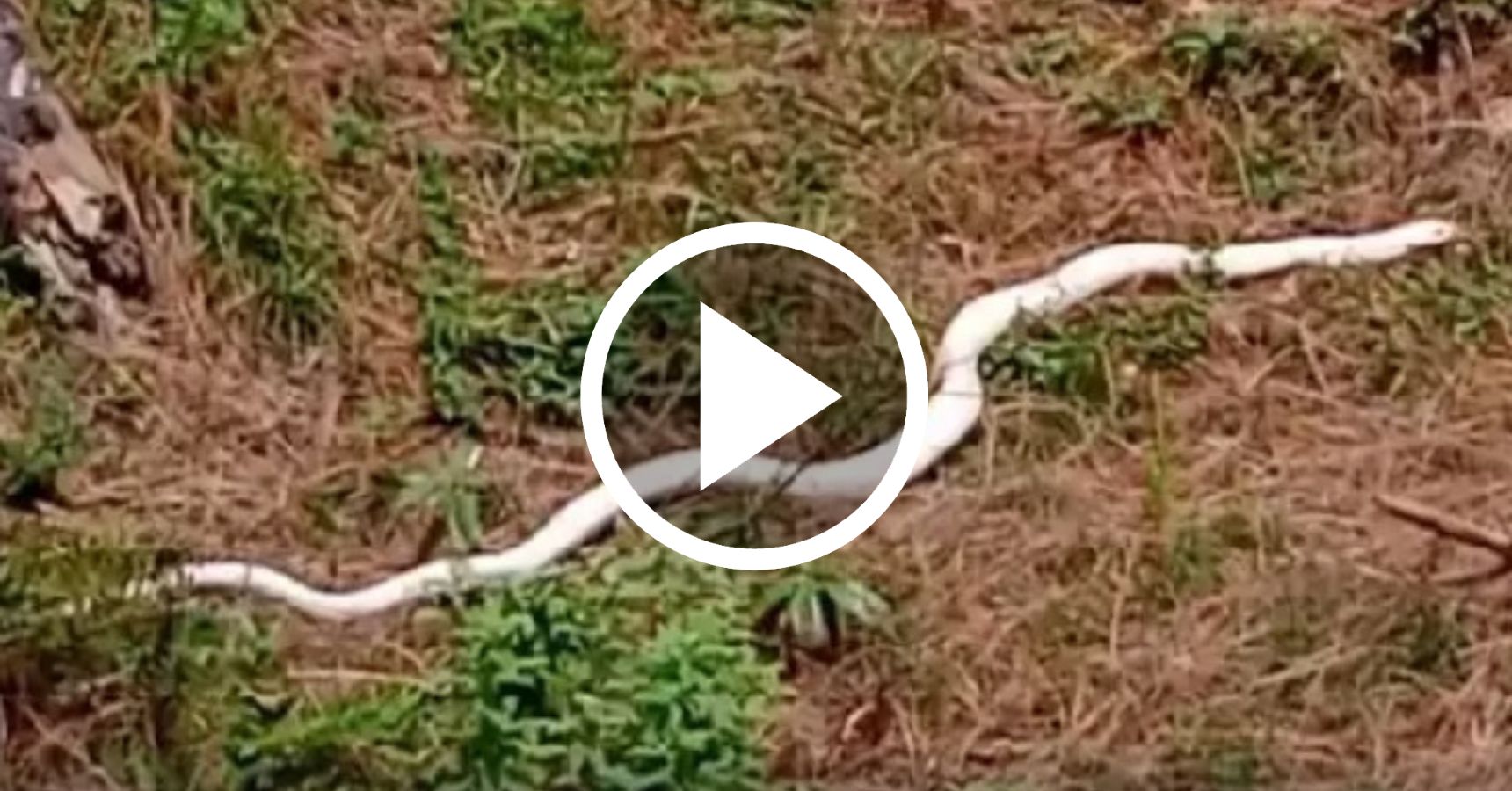 After the rain suddenly came out huge snake! Viral video