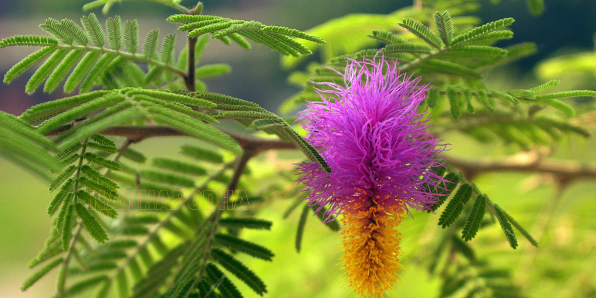 shami plant image nanhapodha