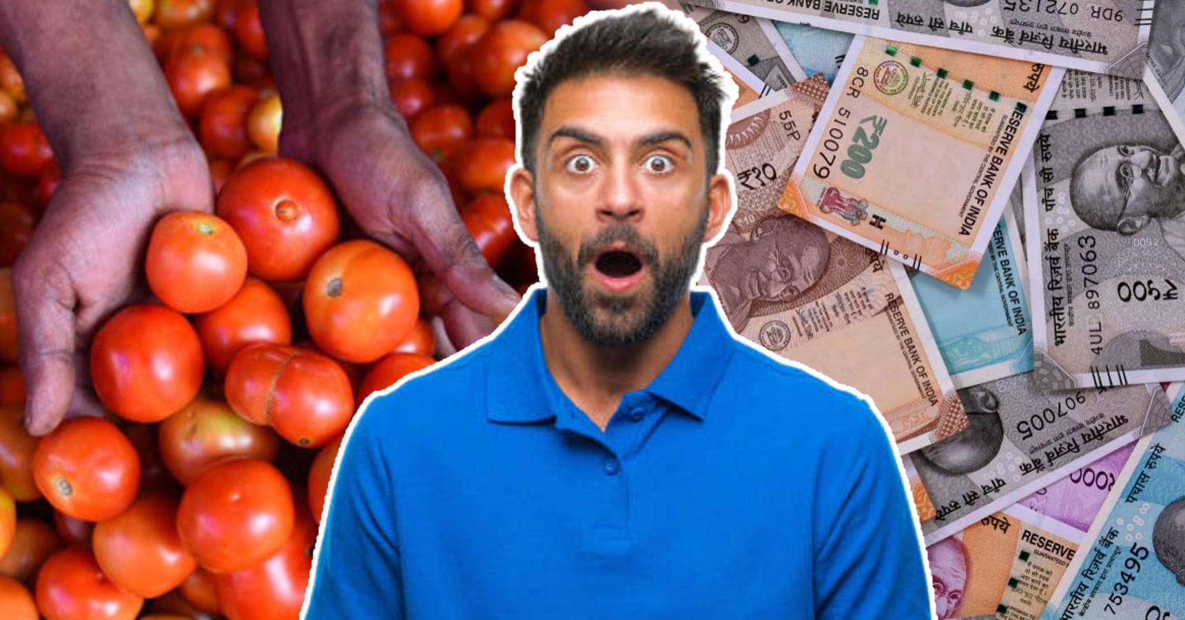 Farmer families earn a lot of money by selling tomatoes