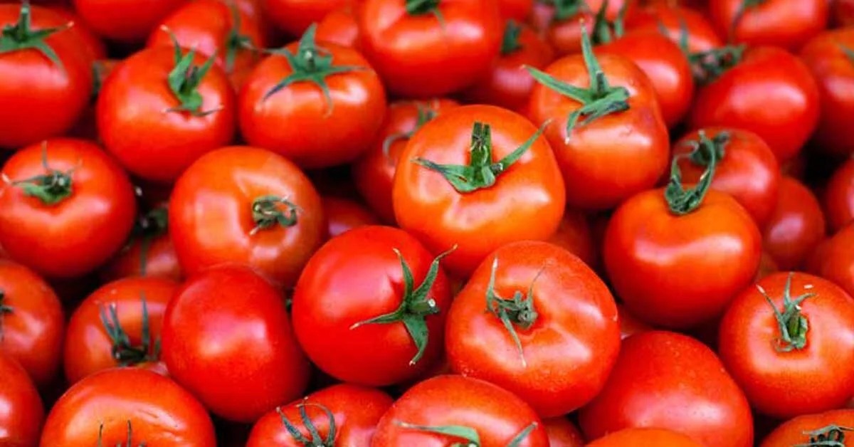 Farmer families earn a lot of money by selling tomatoes 