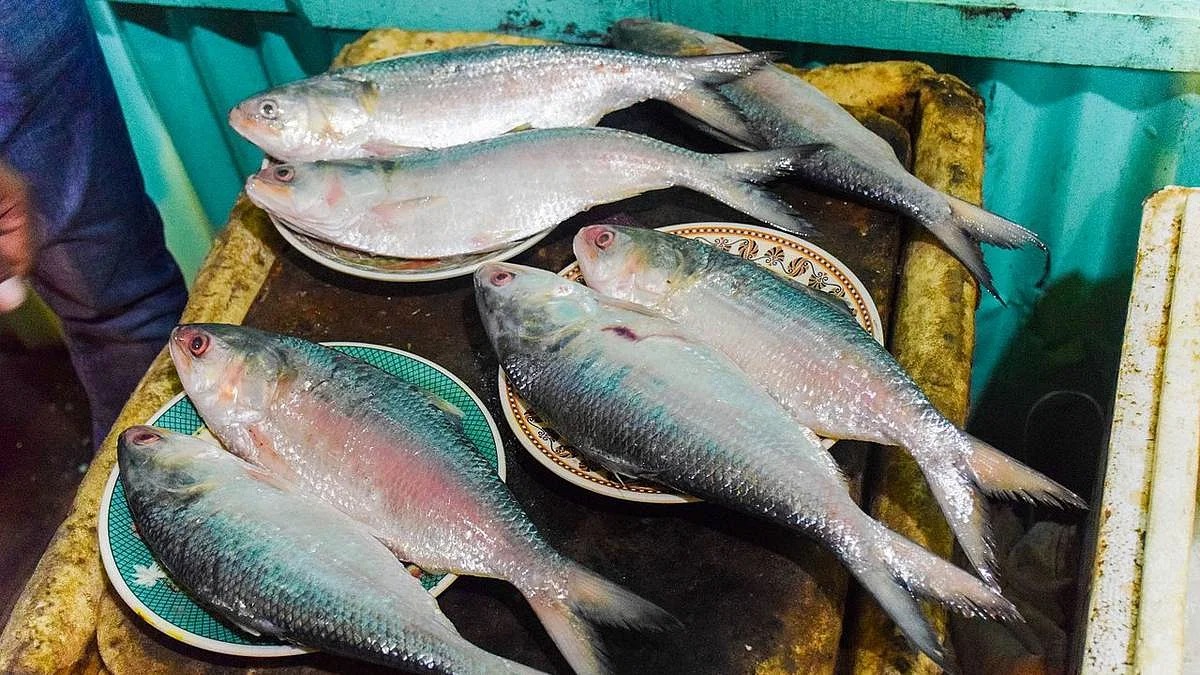 after just a few days, ilish will rule the market