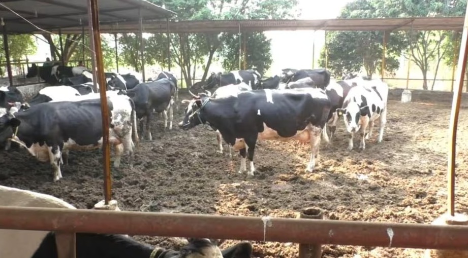 This farmer built a bungalow worth crores by selling cow milk and cow dung 