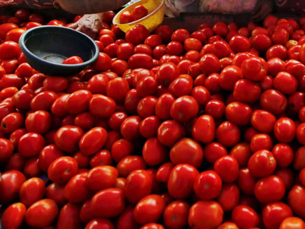 tomato prices crash in wholesale markets amid good production 1024x768