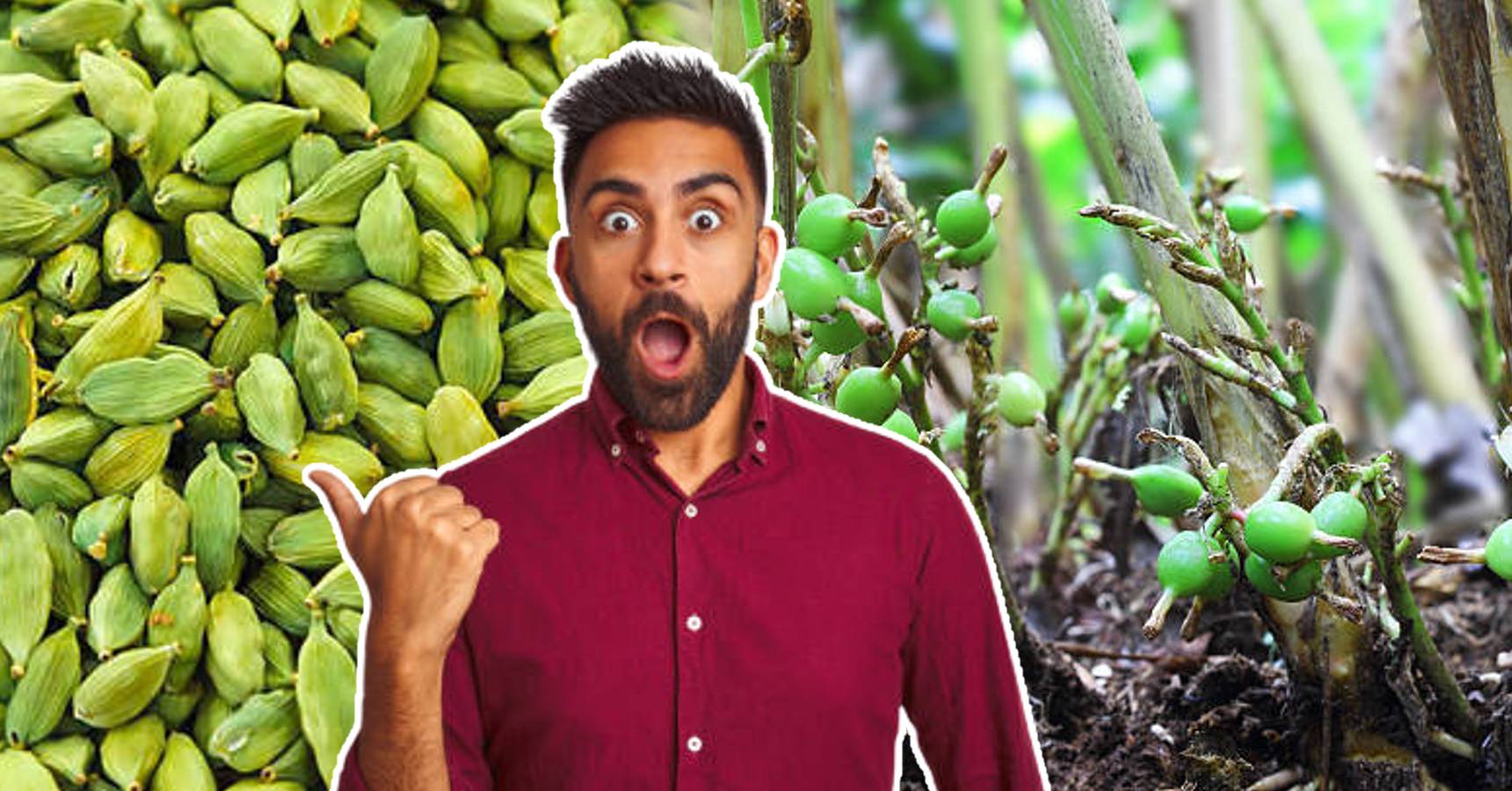 If you start cardamom cultivation in this way, you will get huge profits