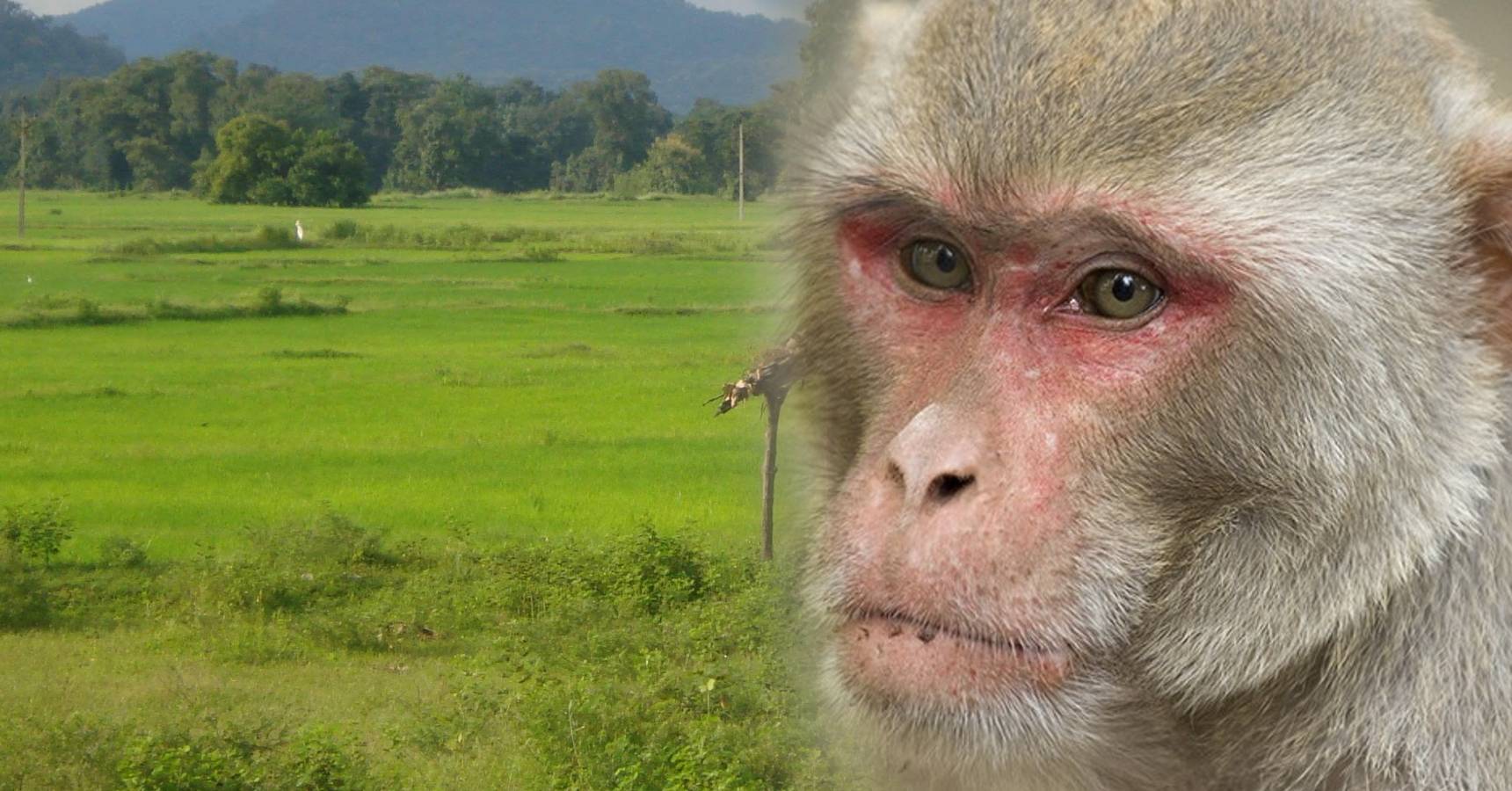 In this village 32 acres of land are owned by the monkeys