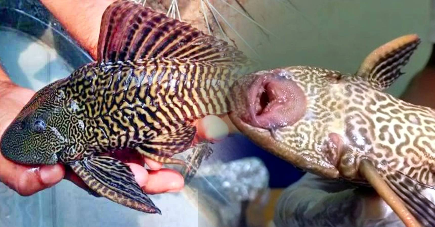 sakar mouth fish fish