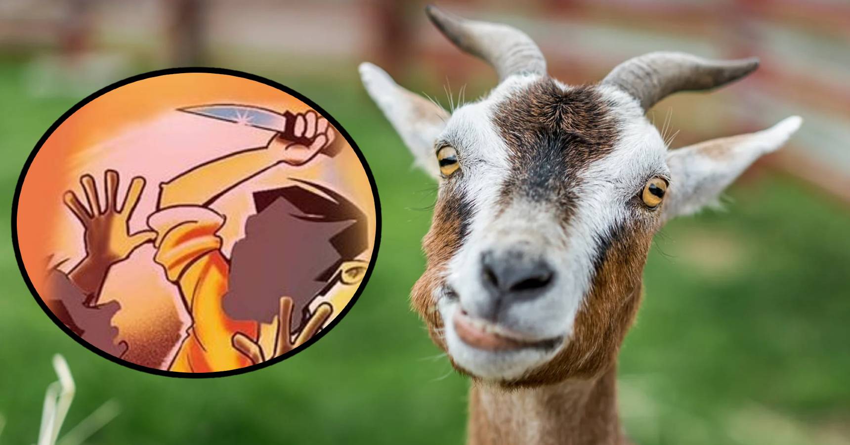 Neighbor hurt private parts due to quarrel over goat