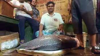 kalta fish