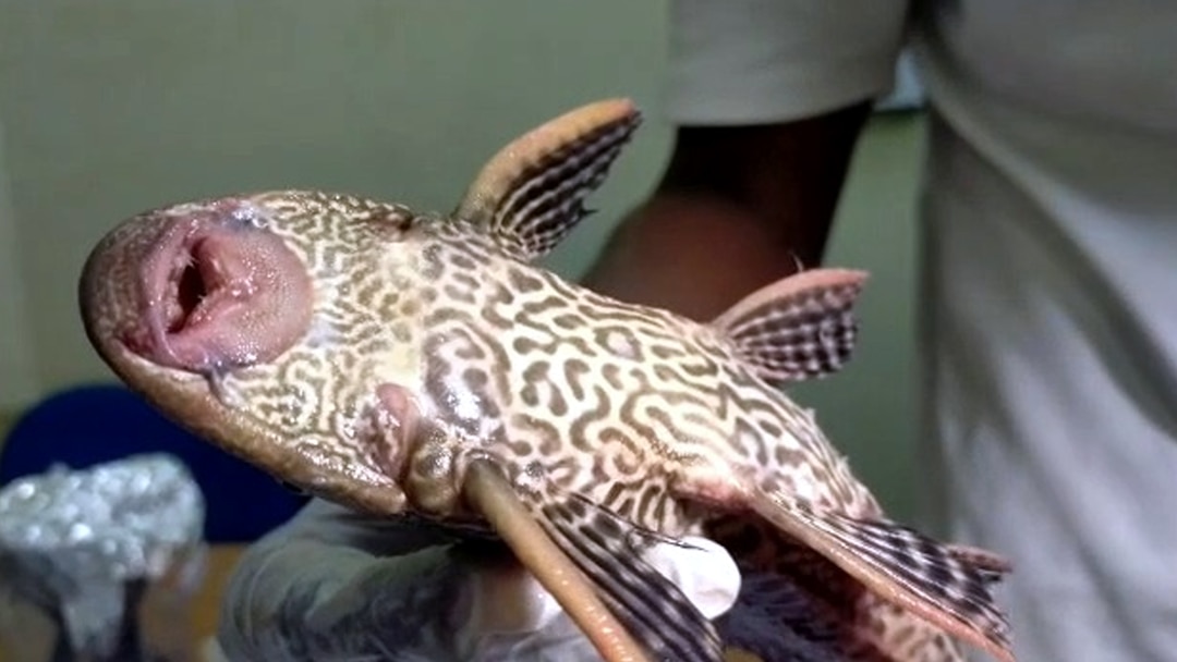 suckermouth catfish varanasi ganga 3