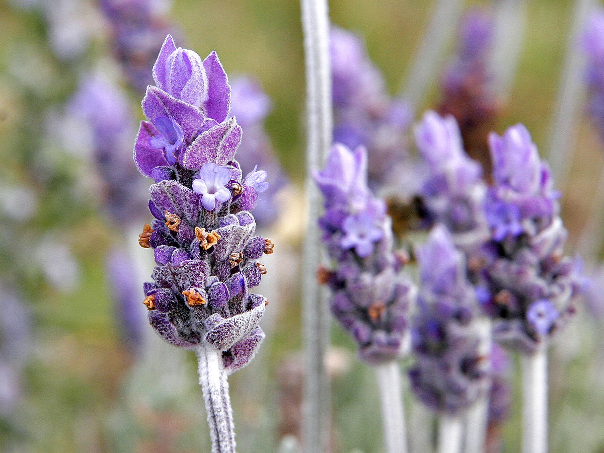 1200px single lavender flower02