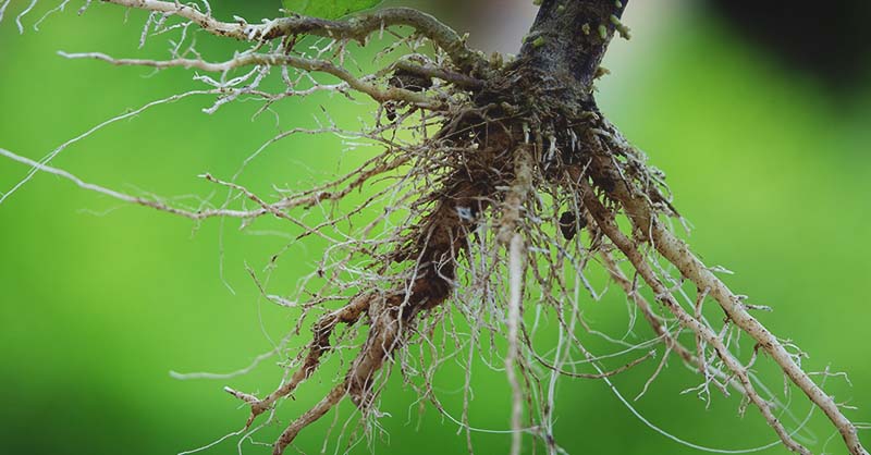 Bring home these tree roots today 