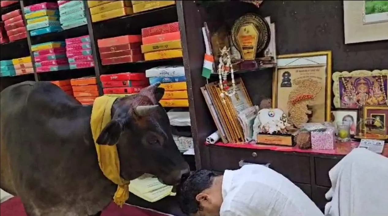 This cow comes to the shop every day for 7 years 