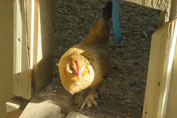 world oldest hen