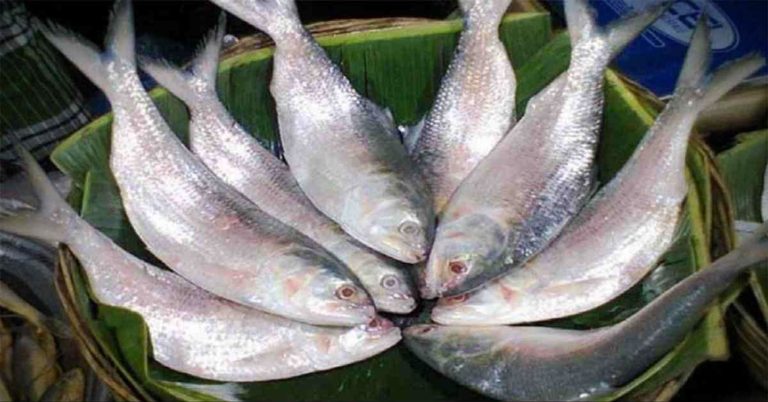 hilsa