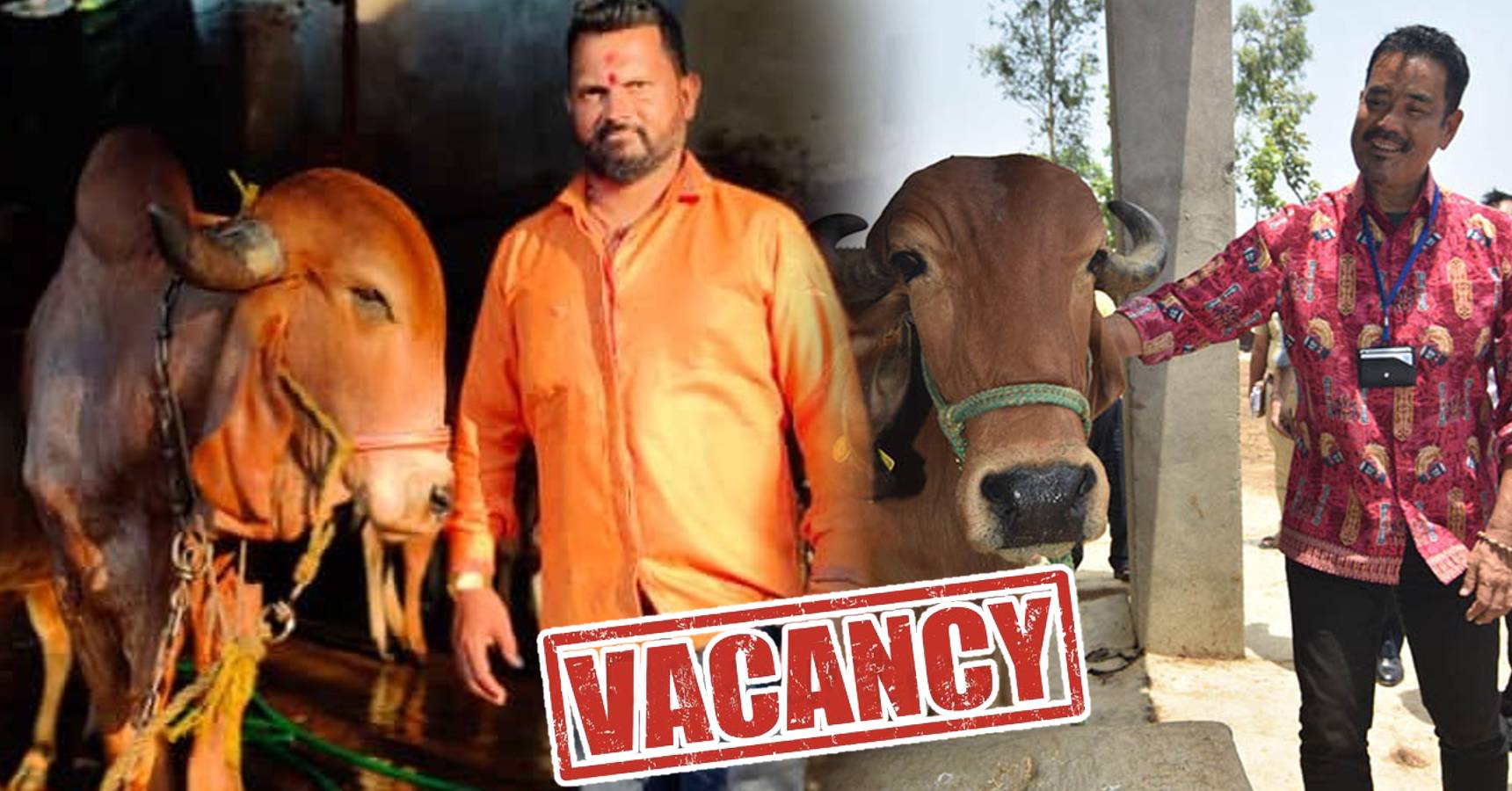 If you can handle cows and buffaloes, you will get a government job