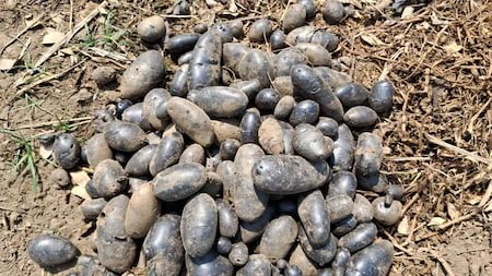 1678854624 black potato 4