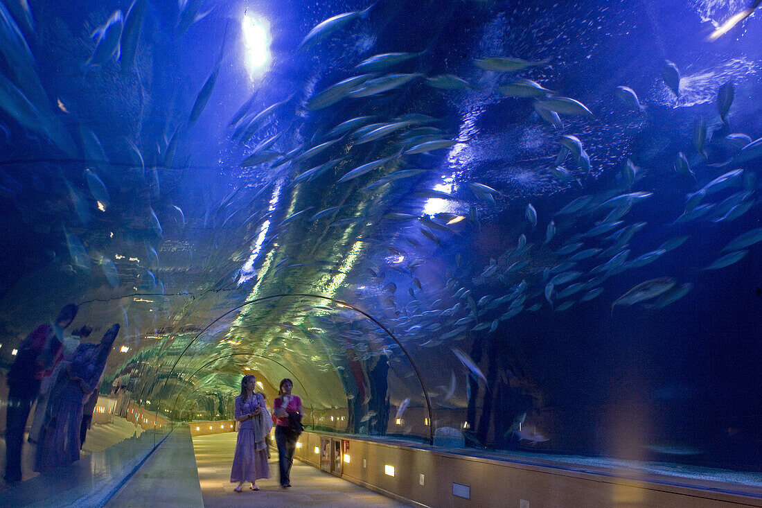 70076450 underwater tunnel sharks l oceanografic valencia spain