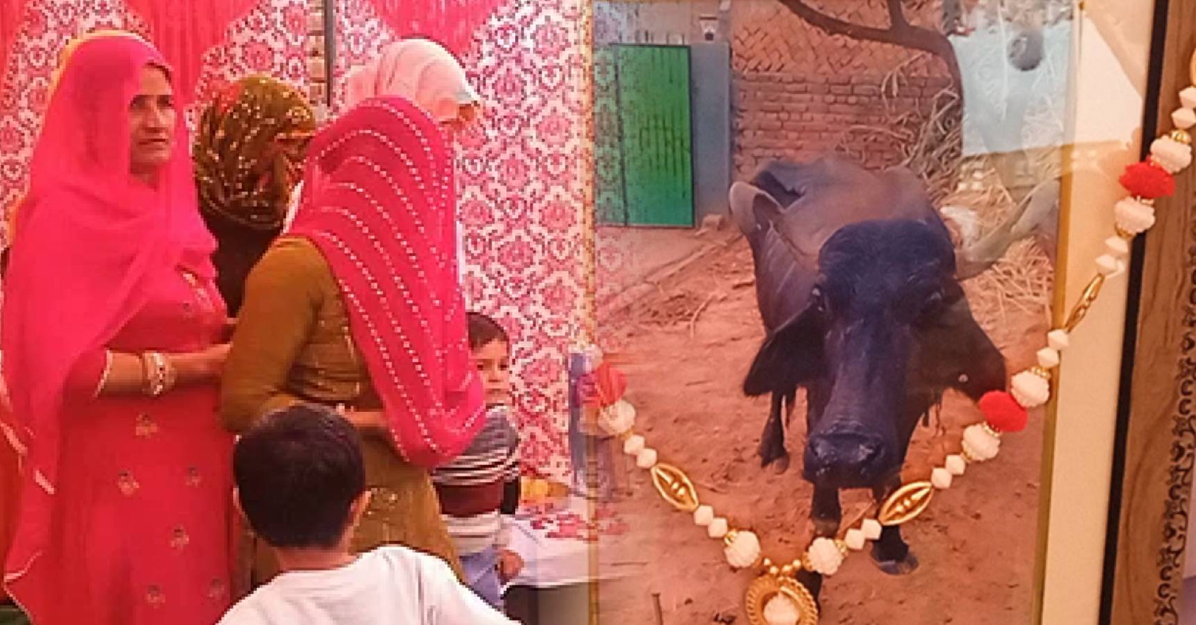 The family organizes a feast after the last rites on the death of the beloved buffalo