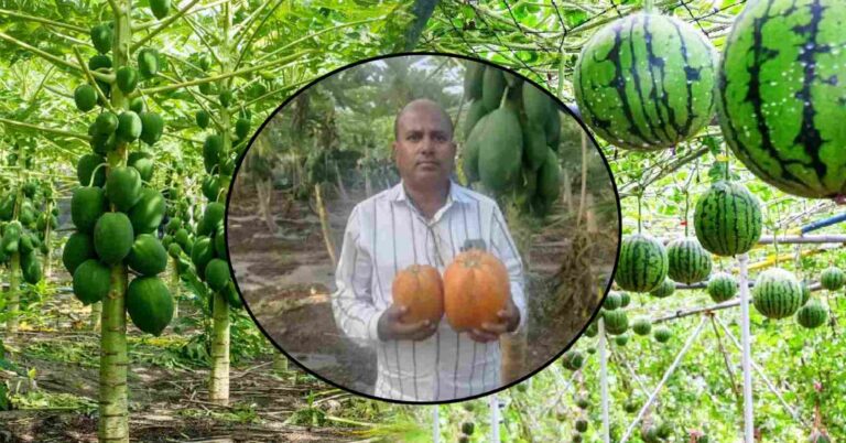 The farmer made a huge profit by cultivating papaya and watermelon