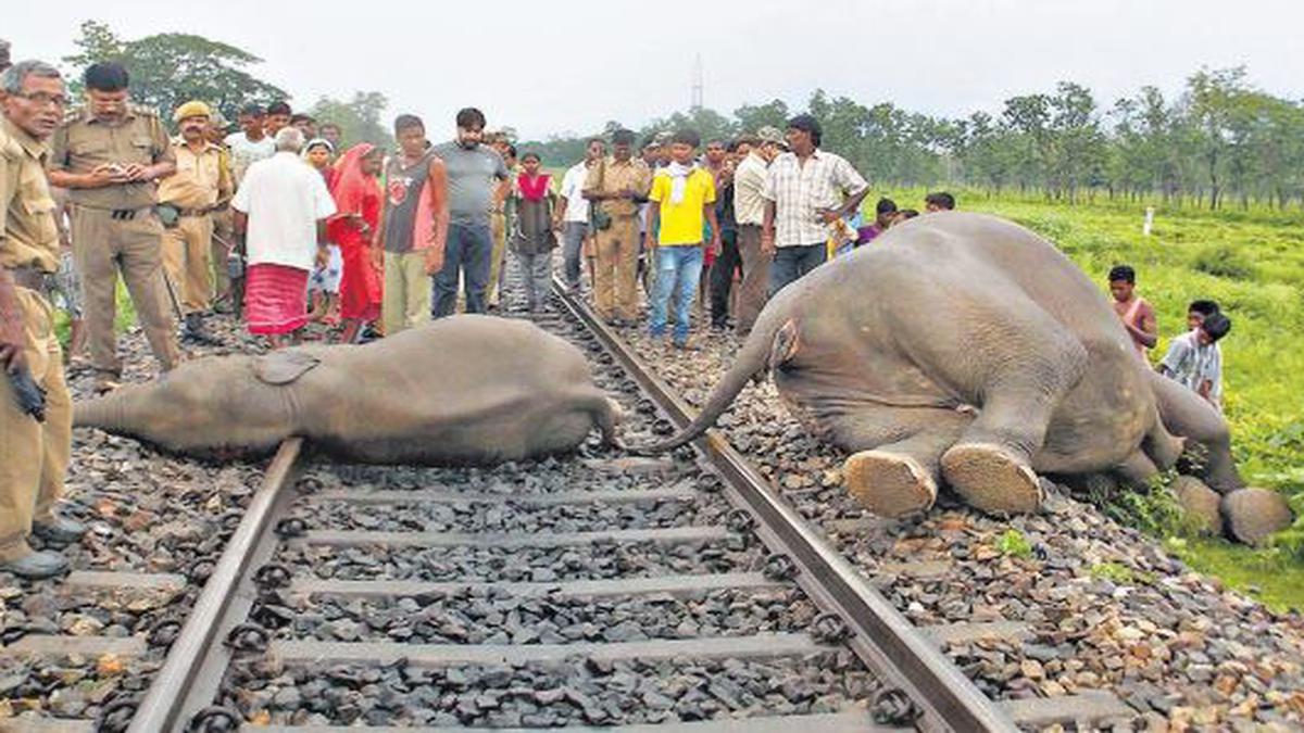 elephants