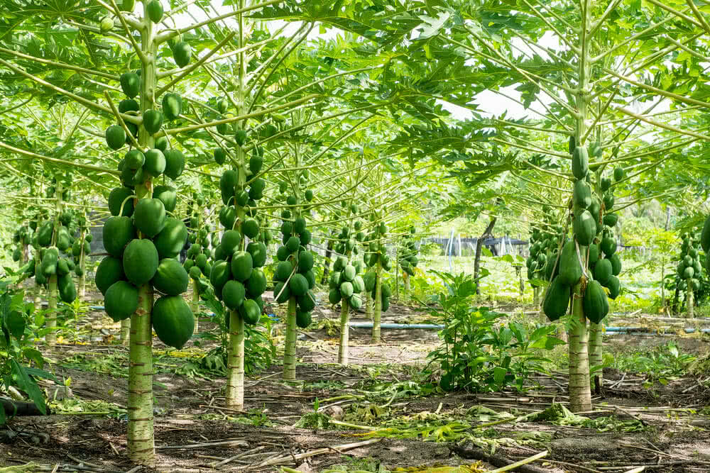 The farmer made a huge profit by cultivating papaya and watermelon