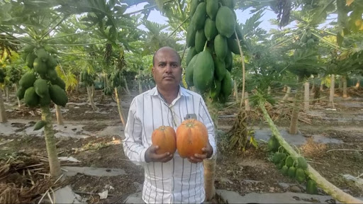  The farmer made a huge profit by cultivating papaya and watermelon