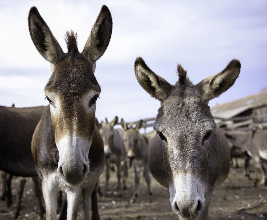 Pakistan's economy relies on donkeys