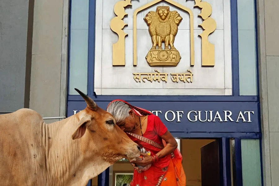 gujarat hc cow