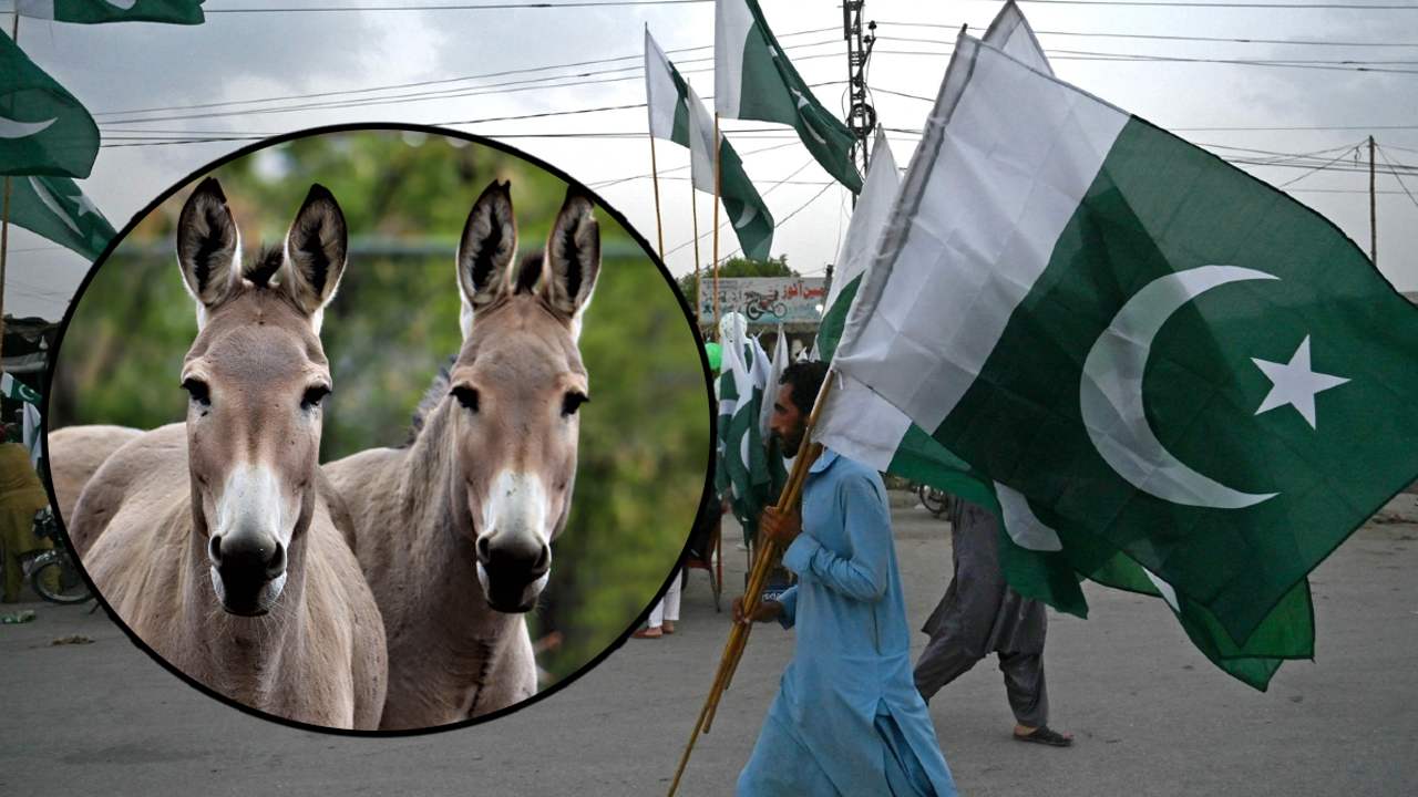 Pakistan's economy relies on donkeys