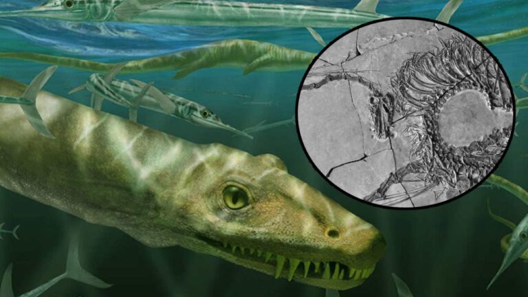 Scientists Discover 240-Million-Year-Old "Chinese Dragon"