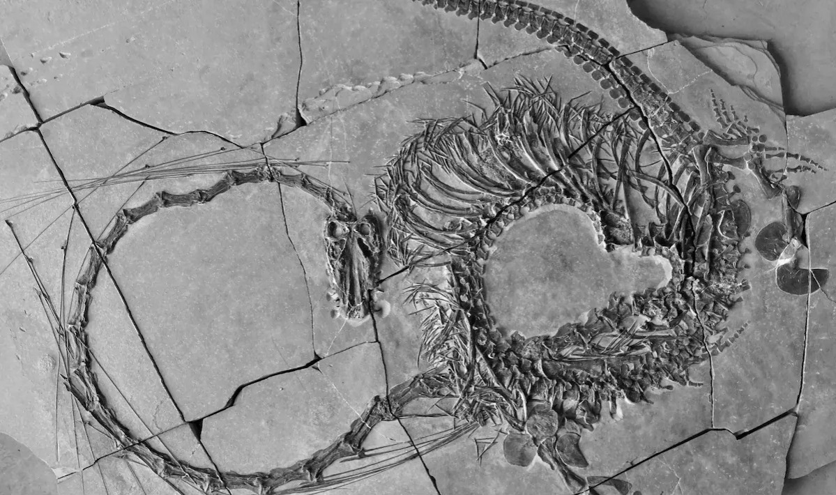 Scientists Discover 240-Million-Year-Old "Chinese Dragon"